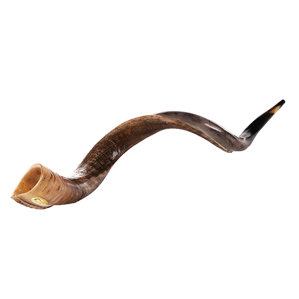 Kudu Schofar, Extra Jumbo, 110 - 120 cm