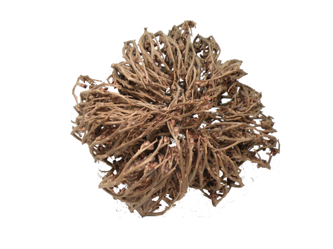 Echte Rose von Jericho