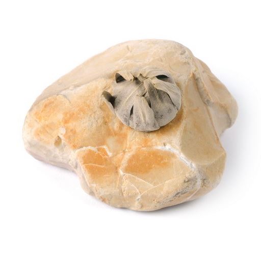 Zufallstein mit dem Wüstenstern